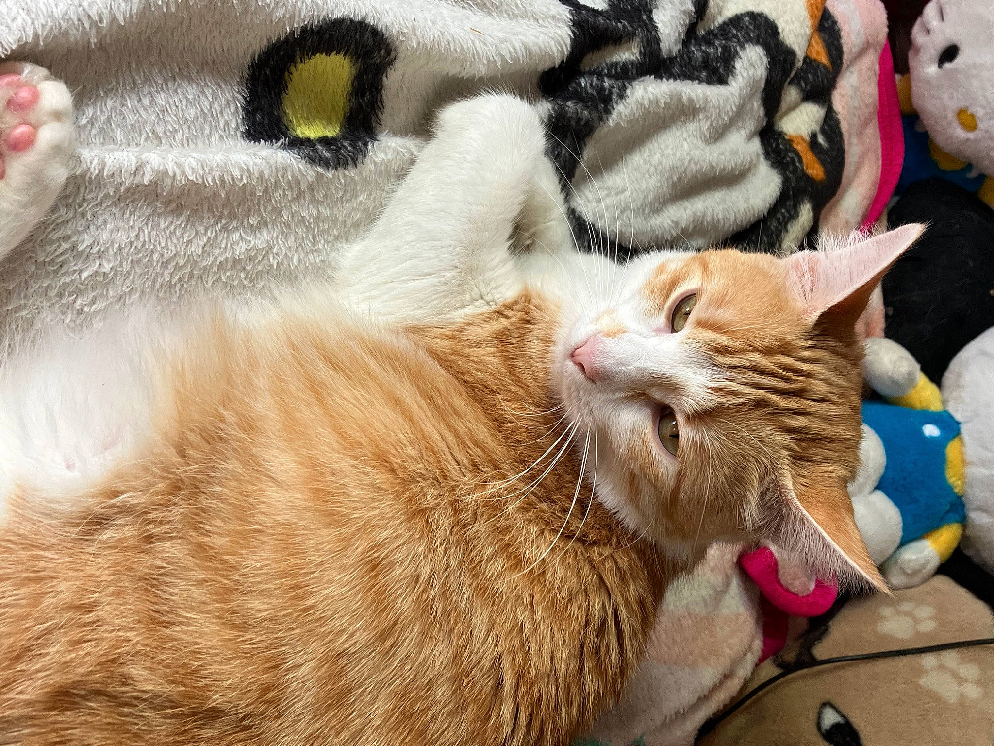 Franny joined the competition — help win amazing prizes! carnivore, cat, claw, close_up, comfort, domestic_short_haired_cat, eyelash, fang, fawn, felidae, fur, nap, paw, sleep, small_to_medium_sized_cats, snout, tail, terrestrial_animal, whiskers, wildlife