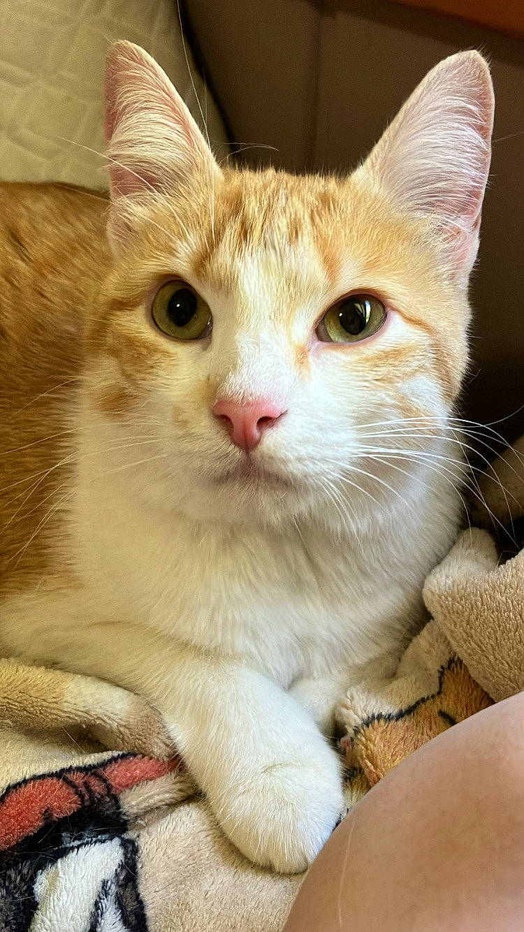 Franny is registered to the contest to win money with this photo: carnivore, cat, claw, collar, curious, domestic_short_haired_cat, eye, fawn, felidae, fur, paw, pet_supply, small_to_medium_sized_cats, snout, tail, whiskers, window