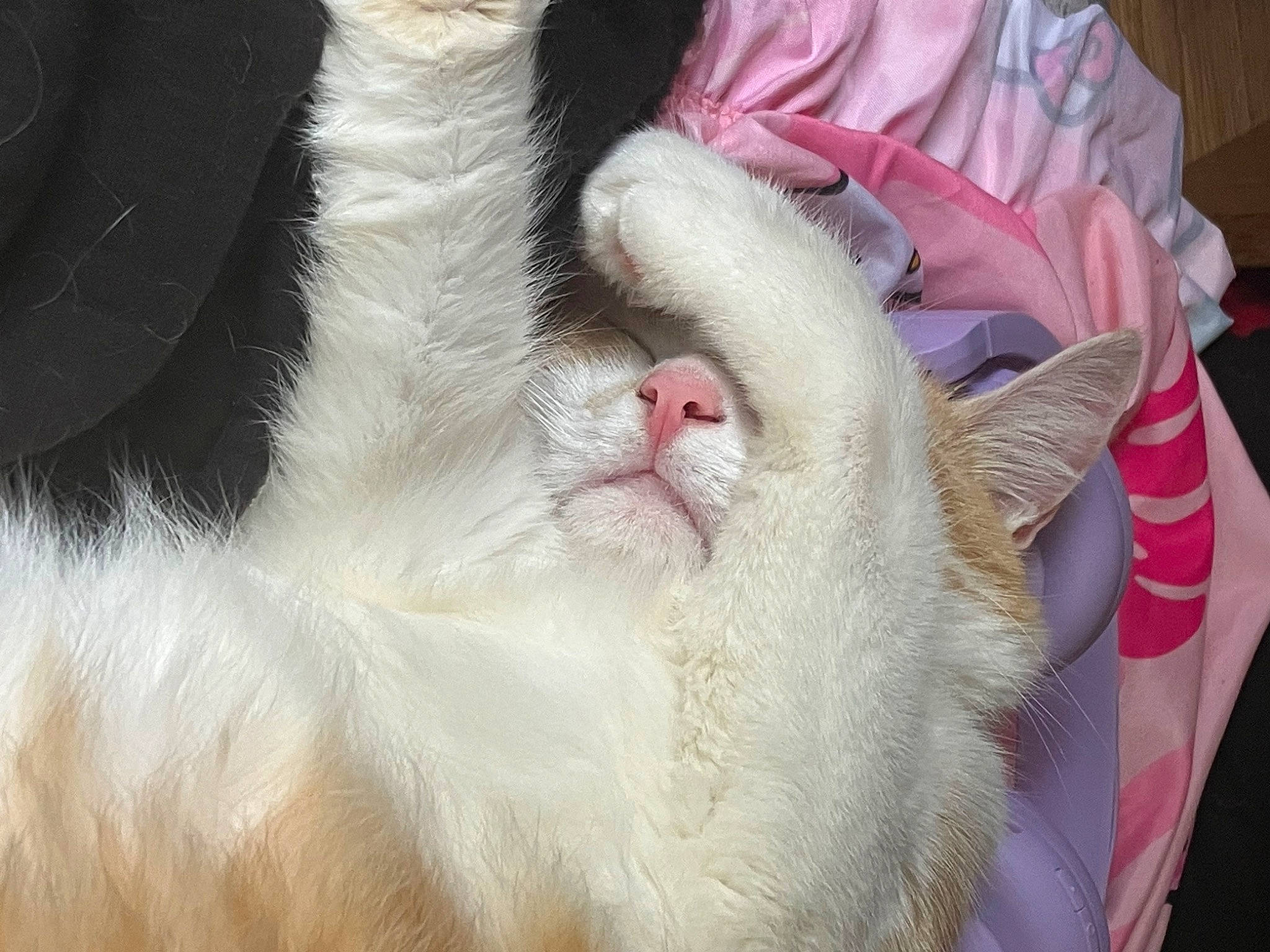 Franny joined the competition — help win amazing prizes! carnivore, cat, claw, comfort, domestic_short_haired_cat, eyelash, fang, fawn, felidae, foot, fur, nap, paw, petal, sleep, small_to_medium_sized_cats, snout, tail, whiskers, yawn