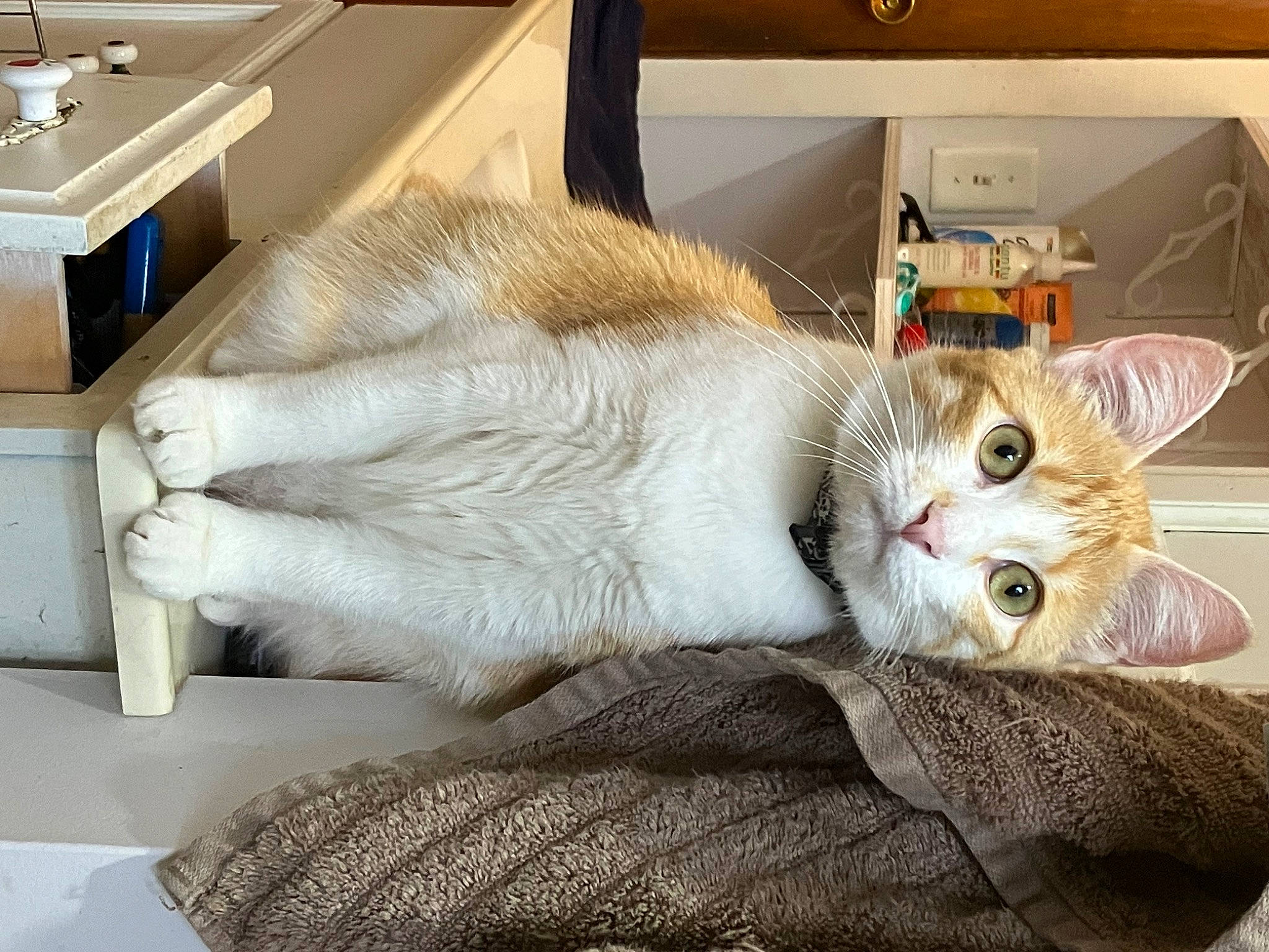 Franny is registered to the contest to win money with this photo: box, carnivore, cat, cat_supply, claw, collar, comfort, domestic_short_haired_cat, fawn, felidae, fur, nap, paw, pet_supply, shipping_box, small_to_medium_sized_cats, snout, tail, whiskers