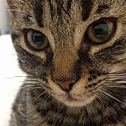 Nala participe au concours pour gagner de l'argent avec cette photo : cat, tabby_cat, close_up, fur, whiskers, eyes, pet, animal, indoor, curious, mammal, face, nose, ears, domestic_cat, feline, portrait, cute, young, resting