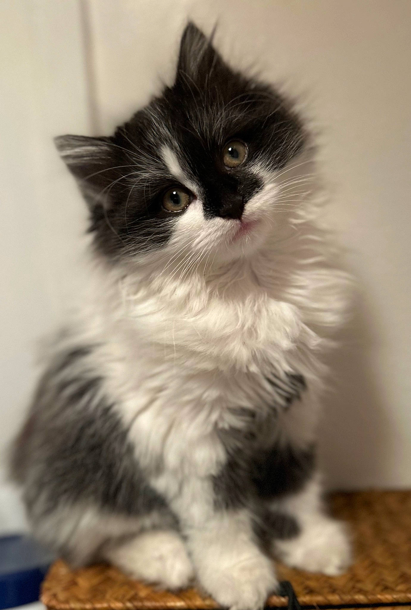 Pippa joined the competition — help win amazing prizes! carnivore, cat, claw, eye, felidae, flooring, fur, iris, monochrome_photography, paw, sitting, small_to_medium_sized_cats, snout, tail, terrestrial_animal, whiskers