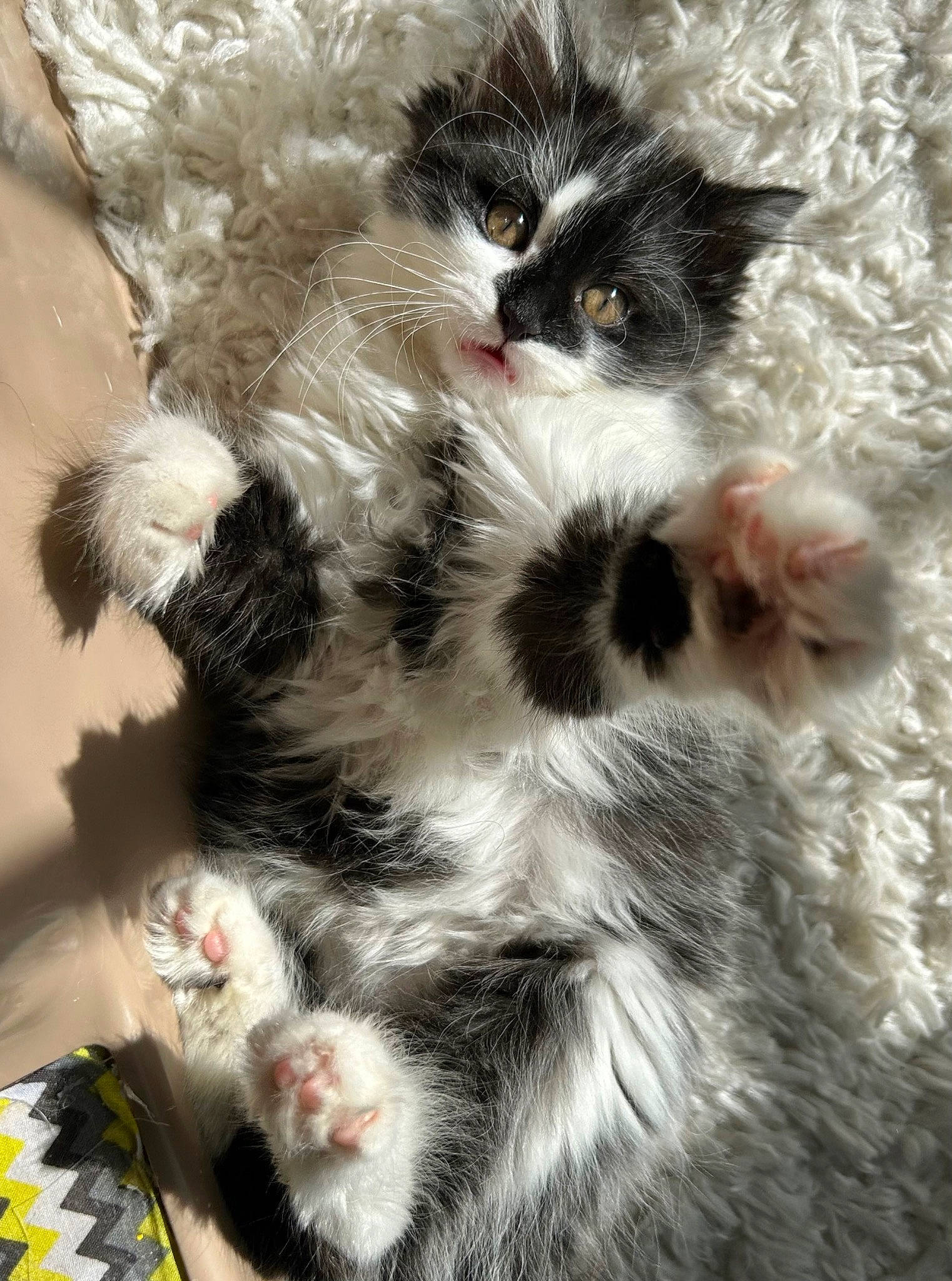 Pippa is registered to the contest to win money with this photo: carnivore, cat, cat_bed, claw, felidae, fur, pattern, paw, plant, small_to_medium_sized_cats, snout, tail, terrestrial_animal, tree, whiskers