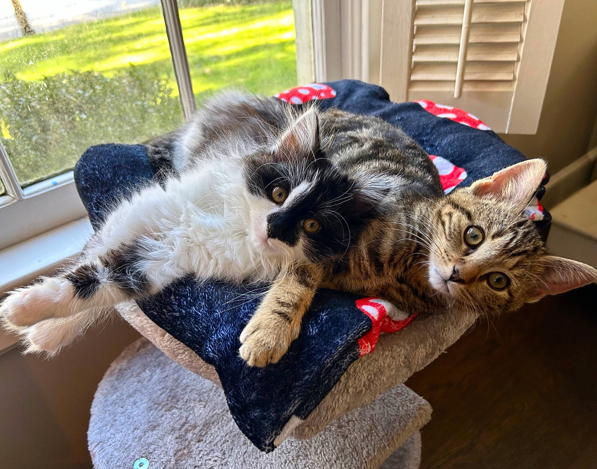 Pippa joined the competition — help win amazing prizes! canidae, carnivore, cat, claw, comfort, dog_breed, domestic_short_haired_cat, felidae, fur, lap, paw, plant, sitting, small_to_medium_sized_cats, sporting_group, tail, tree, whiskers, window