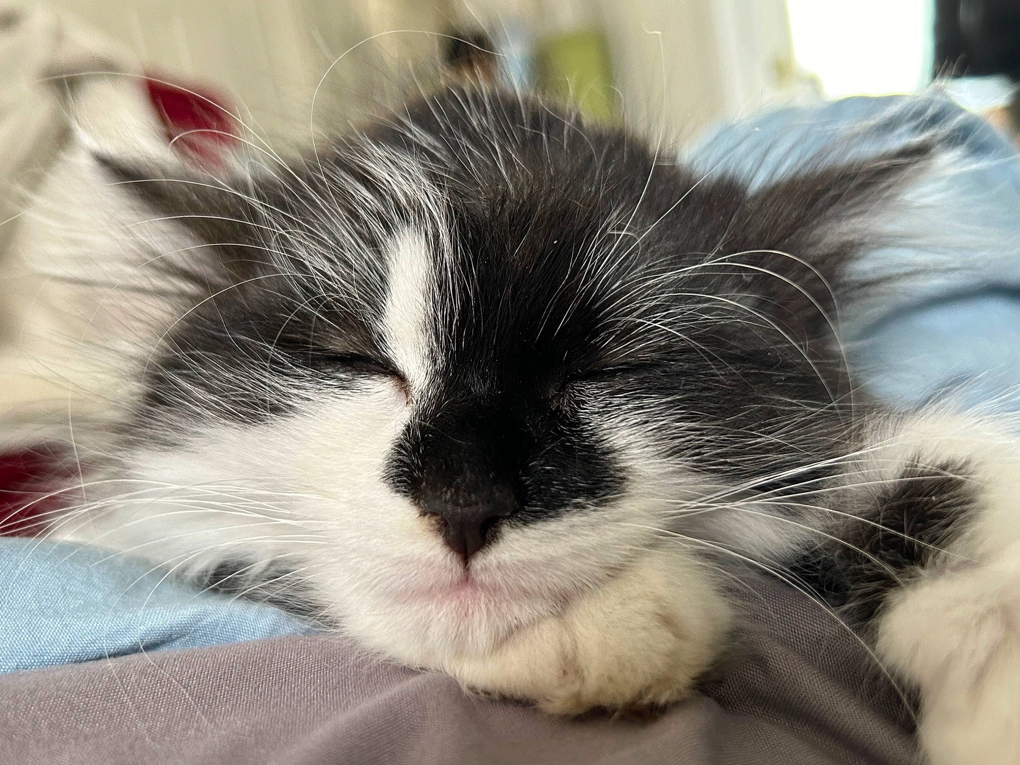 Pippa joined the competition — help win amazing prizes! carnivore, cat, claw, comfort, domestic_short_haired_cat, event, eye, felidae, fur, head, nap, paw, sleep, small_to_medium_sized_cats, snout, terrestrial_animal, whiskers