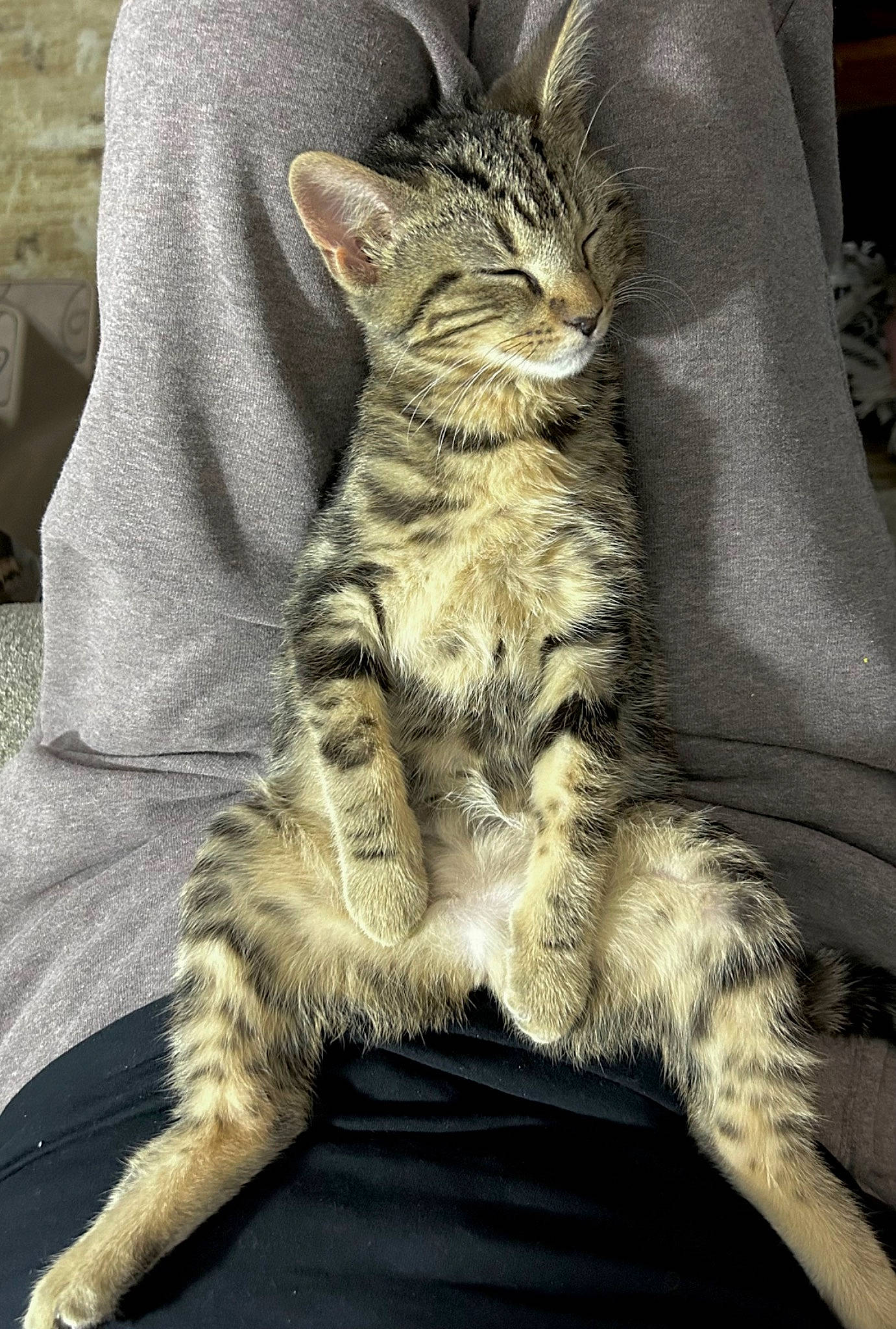 Henry is registered to the contest to win money with this photo: carnivore, cat, claw, comfort, domestic_short_haired_cat, felidae, foot, fur, paw, sitting, small_to_medium_sized_cats, snout, tail, terrestrial_animal, whiskers, wildlife