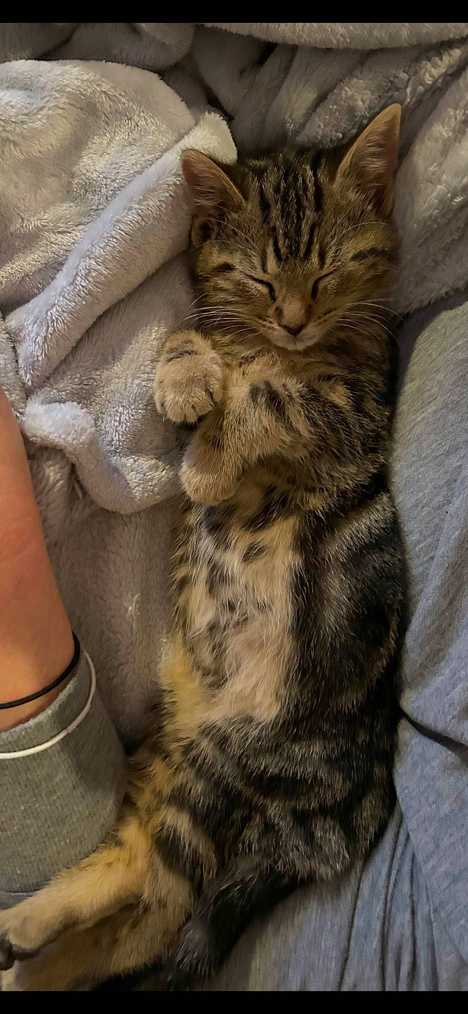 Henry joined the competition — help win amazing prizes! carnivore, cat, claw, comfort, domestic_short_haired_cat, fawn, felidae, foot, fur, gesture, nap, paw, sleep, small_to_medium_sized_cats, snout, tail, terrestrial_animal, whiskers, wildlife