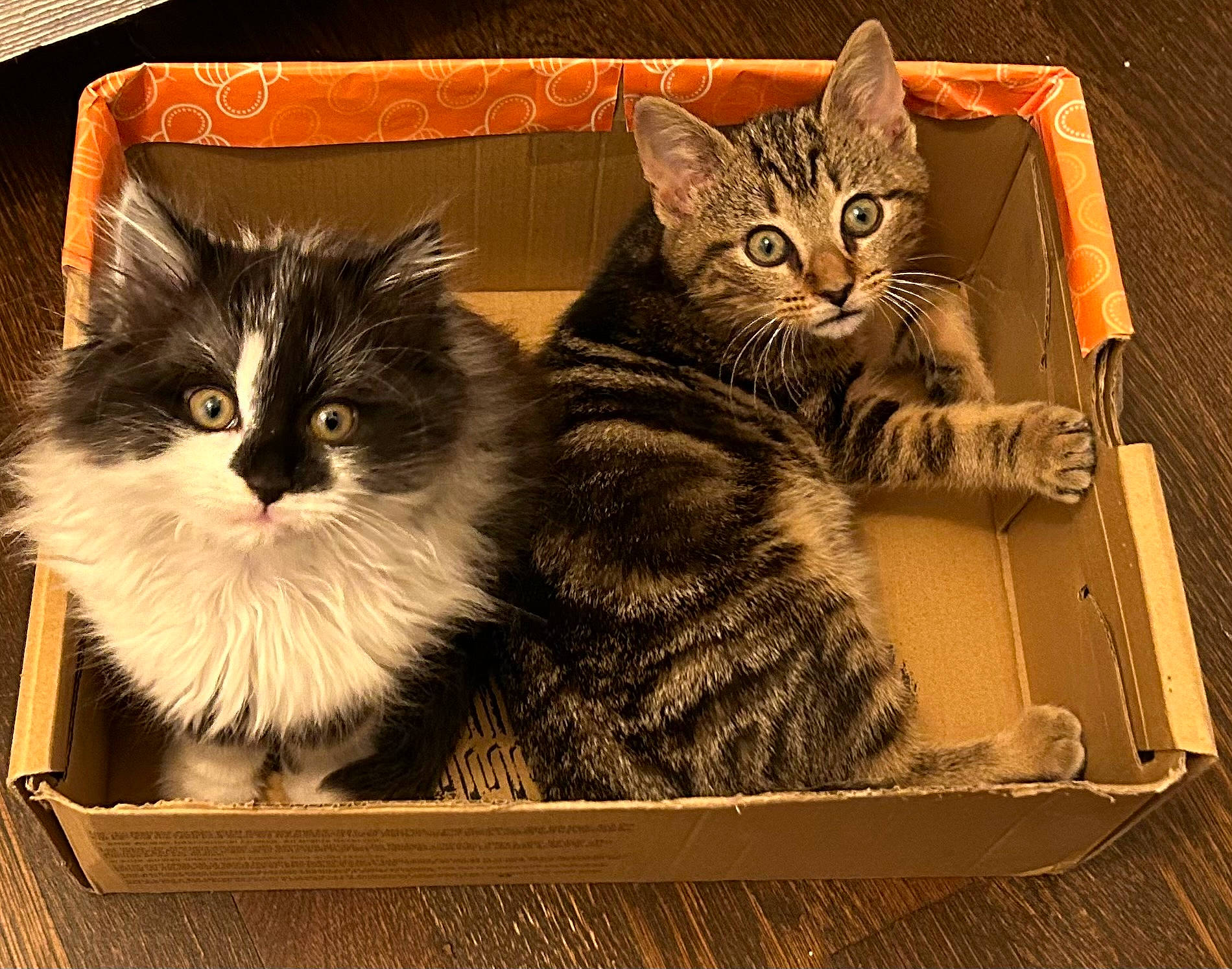 Henry joined the competition — help win amazing prizes! animal_shelter, basket, box, cardboard, carnivore, cat, cat_supply, domestic_short_haired_cat, felidae, fur, packaging_and_labeling, paw, pet_supply, photo_caption, rectangle, small_to_medium_sized_cats, snout, square, tail, whiskers