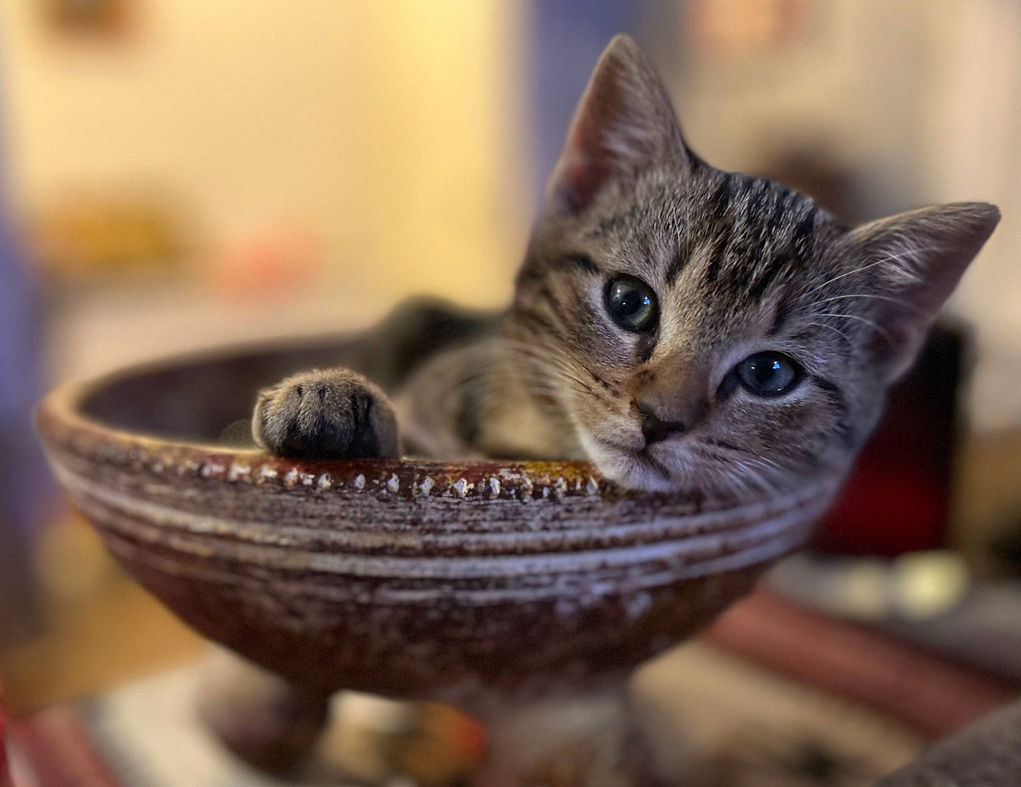 Henry joined the competition — help win amazing prizes! bowl, carnivore, cat, cat_supply, ceramic, close_up, dishware, domestic_short_haired_cat, earthenware, felidae, fur, pet_supply, porcelain, pottery, serveware, small_to_medium_sized_cats, tableware, terrestrial_animal, whiskers, wood