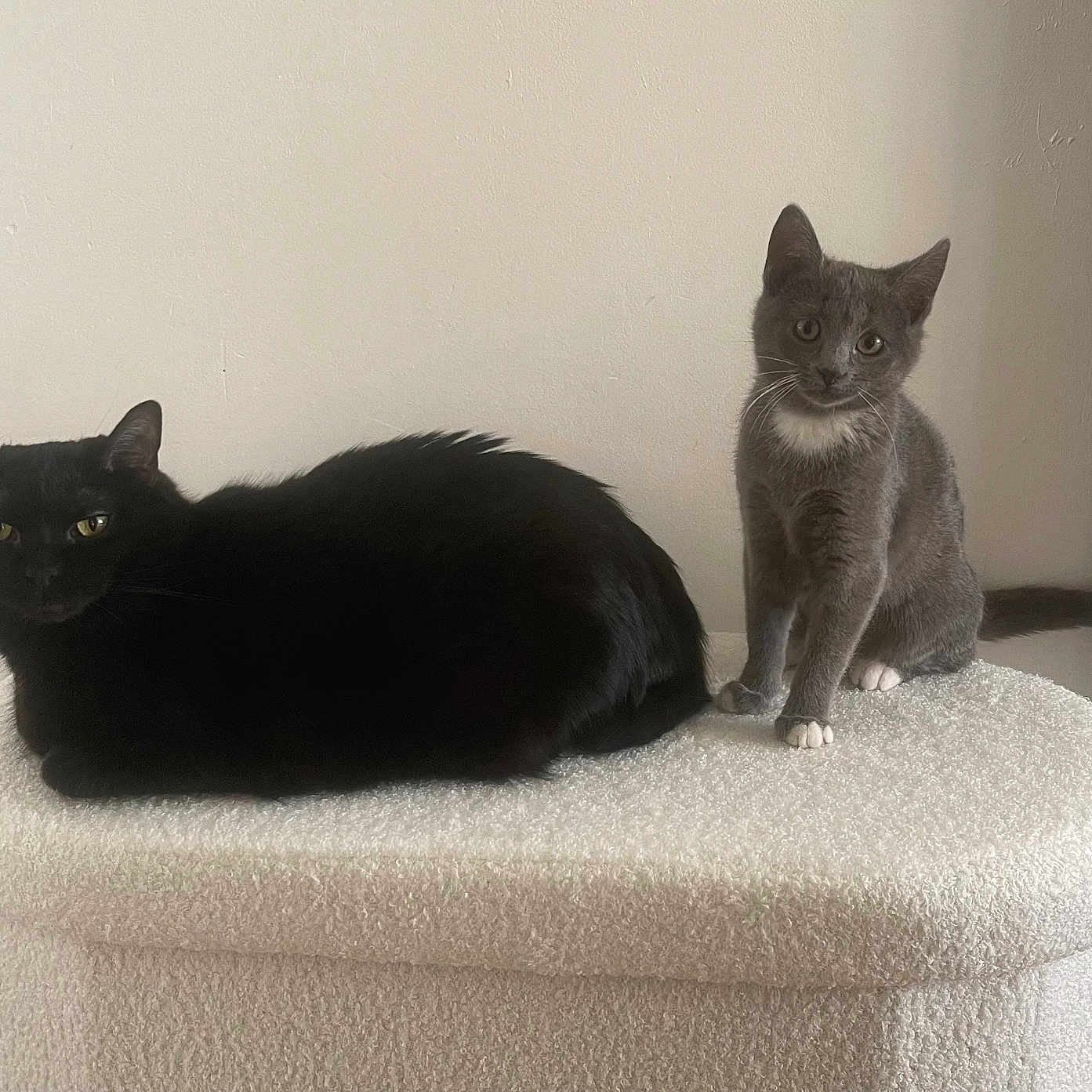 Lily Et Rosie a rejoint le concours — aidez-le/la à gagner de superbes lots ! alert, animal, black_cat, cat, companions, cozy, curious, domestic_cat, feline, furniture, gray_cat, household, indoor, ottoman, pet, relaxed, resting, sitting, white_chest, white_paws