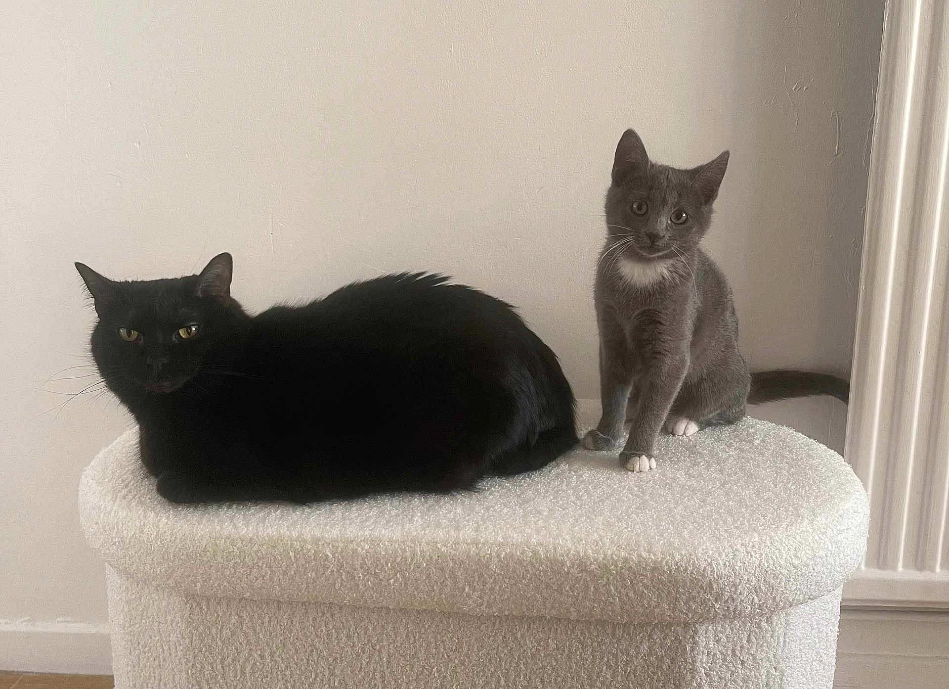 Lily Et Rosie a rejoint le concours — aidez-le/la à gagner de superbes lots ! alert, animal, black_cat, cat, companions, cozy, curious, domestic_cat, feline, furniture, gray_cat, household, indoor, ottoman, pet, relaxed, resting, sitting, white_chest, white_paws