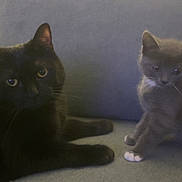 Lily Et Rosie participe au concours pour gagner de l'argent avec cette photo : animal, black_cat, cat, companions, couch, curious, cute, domestic_animal, ears, fur, furniture, gray_cat, indoor, kitten, paws, pets, relaxing, resting, sofa, whiskers