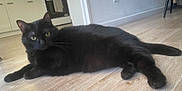 Lily Et Rosie participe au concours pour gagner de l'argent avec cette photo : black_cat, cat, pet, animal, indoor, wooden_floor, kitchen, appliance, stove, cabinet, flooring, relaxed, lying_down, fur, whiskers, tail, yellow_eyes, domestic_cat, feline, curious