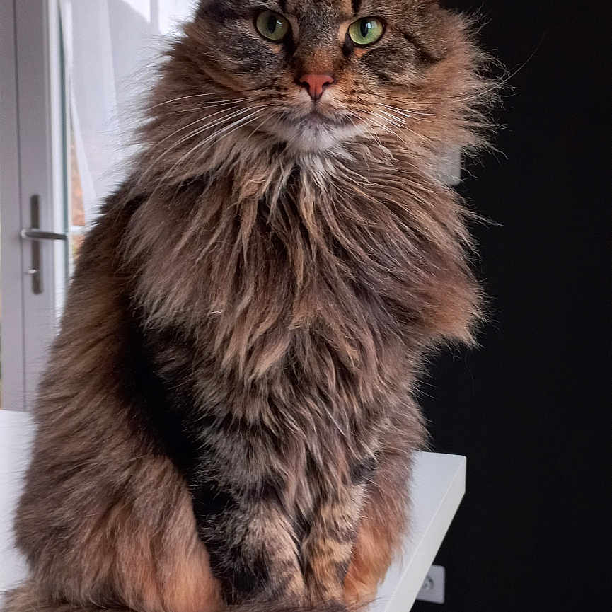 Uby a rejoint le concours — aidez-le/la à gagner de superbes lots ! abyssinian, angora, animal, architecture, building, cat, couch, furniture, glass, hardwood, homedecor, indoors, kitten, linen, livingroom, manx, pet, plywood, room, wood