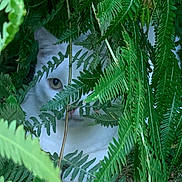 Flocon a rejoint le concours — aidez-le/la à gagner de superbes lots ! cat, white_cat, ferns, greenery, plants, outdoor, nature, peeking, hidden, animal, pet, foliage, curious, eyes, wildlife, camouflage, closeup, quiet, mysterious, stealth