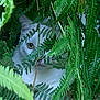 cat, white_cat, ferns, greenery, plants, outdoor, nature, peeking, hidden, animal, pet, foliage, curious, eyes, wildlife, camouflage, closeup, quiet, mysterious, stealth