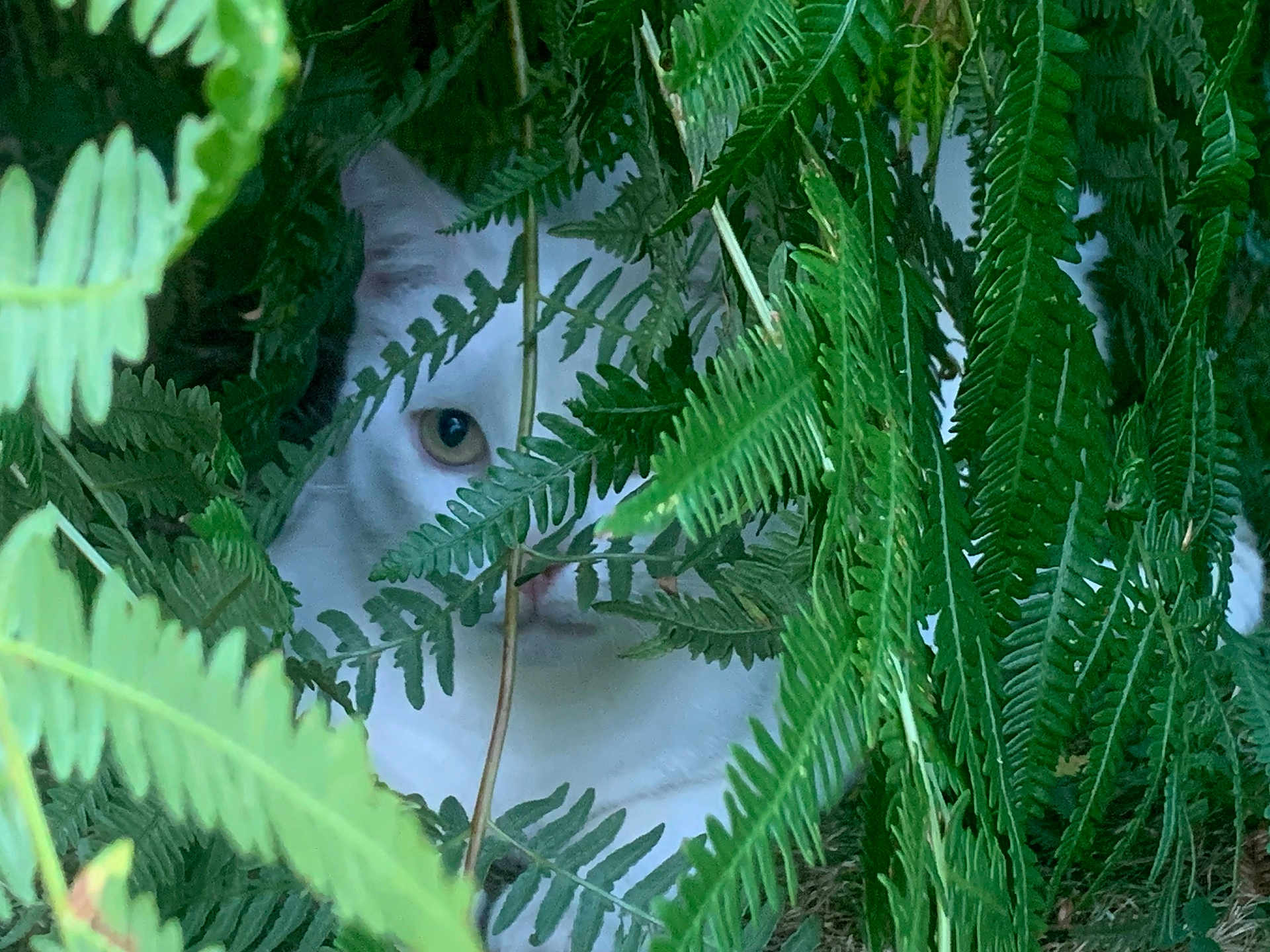Flocon a rejoint le concours — aidez-le/la à gagner de superbes lots ! cat, white_cat, ferns, greenery, plants, outdoor, nature, peeking, hidden, animal, pet, foliage, curious, eyes, wildlife, camouflage, closeup, quiet, mysterious, stealth