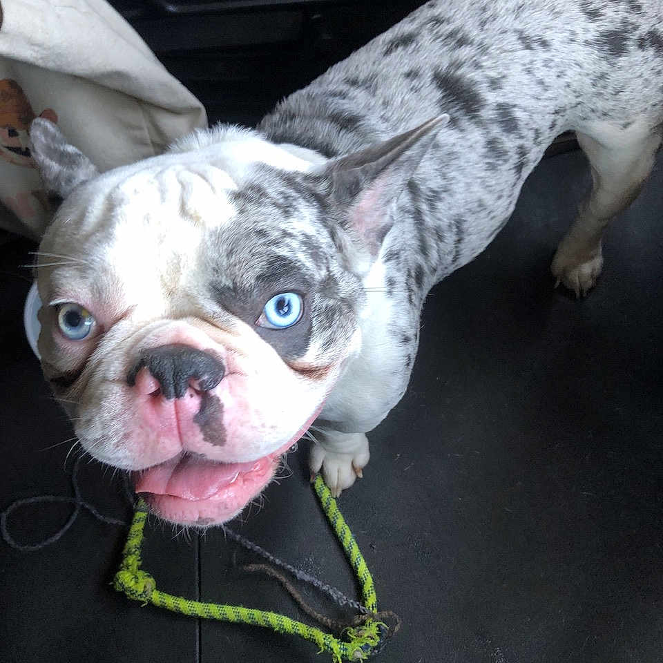 Freakles is registered to the contest to win money with this photo: animal, black_spots, blue_eyes, canine, close_up, dog, ears, floor, gray, indoor, leash, looking_up, mouth, nose, pet, playful, rope_toy, spotted, tongue_out, white