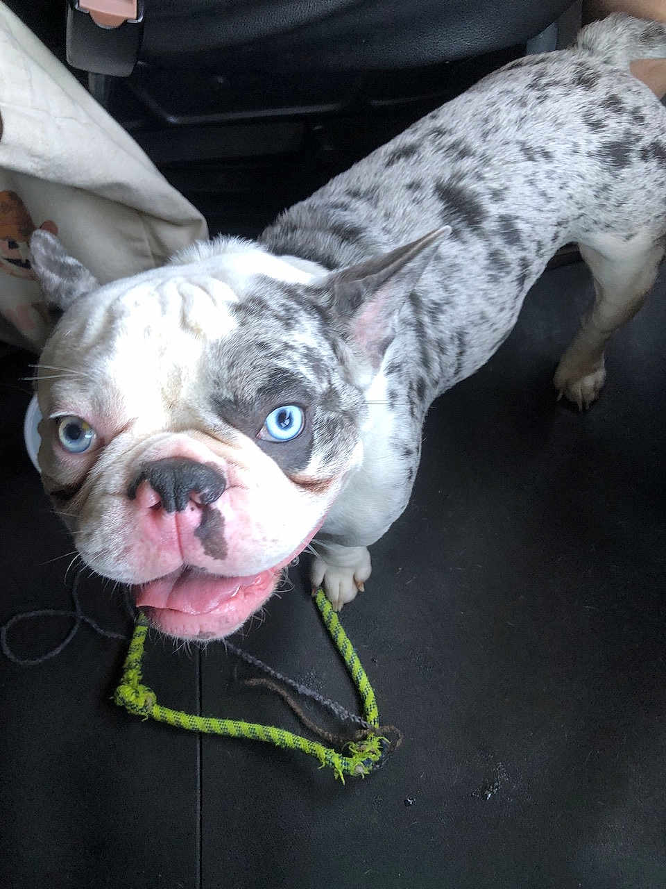 Freakles is registered to the contest to win money with this photo: dog, blue_eyes, spotted, rope_toy, pet, tongue_out, indoor, floor, canine, playful, close_up, white, gray, black_spots, ears, mouth, nose, animal, looking_up, leash