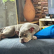 Lunea a rejoint le concours — aidez-le/la à gagner de superbes lots ! dog, sleeping, blanket, cushion, vase, flowers, stone_wall, indoor, furniture, wooden_table, cozy, resting, pet, animal, ears, snout, paw, relaxation, home, decor