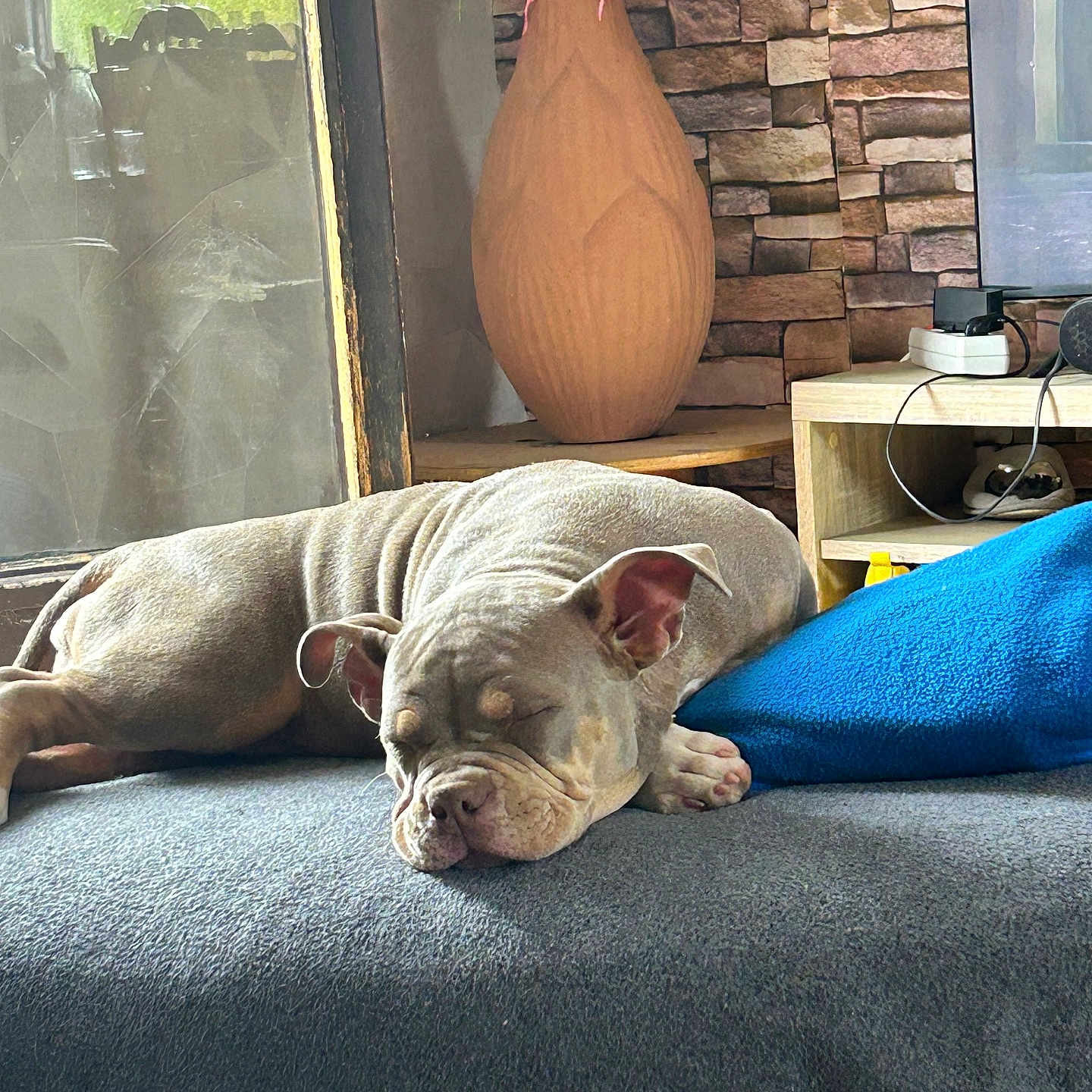 Lunea a rejoint le concours — aidez-le/la à gagner de superbes lots ! dog, sleeping, blanket, cushion, vase, flowers, stone_wall, indoor, furniture, wooden_table, cozy, resting, pet, animal, ears, snout, paw, relaxation, home, decor