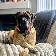Milah is registered to the contest to win money with this photo: dog, large_dog, canine, pet, animal, lying_down, crossed_paws, armchair, plush_furniture, cozy, indoor, living_room, blanket, curtains, collar, relaxed, portrait, brown_dog, comfortable, domestic