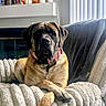 dog, large_dog, canine, pet, animal, lying_down, crossed_paws, armchair, plush_furniture, cozy, indoor, living_room, blanket, curtains, collar, relaxed, portrait, brown_dog, comfortable, domestic