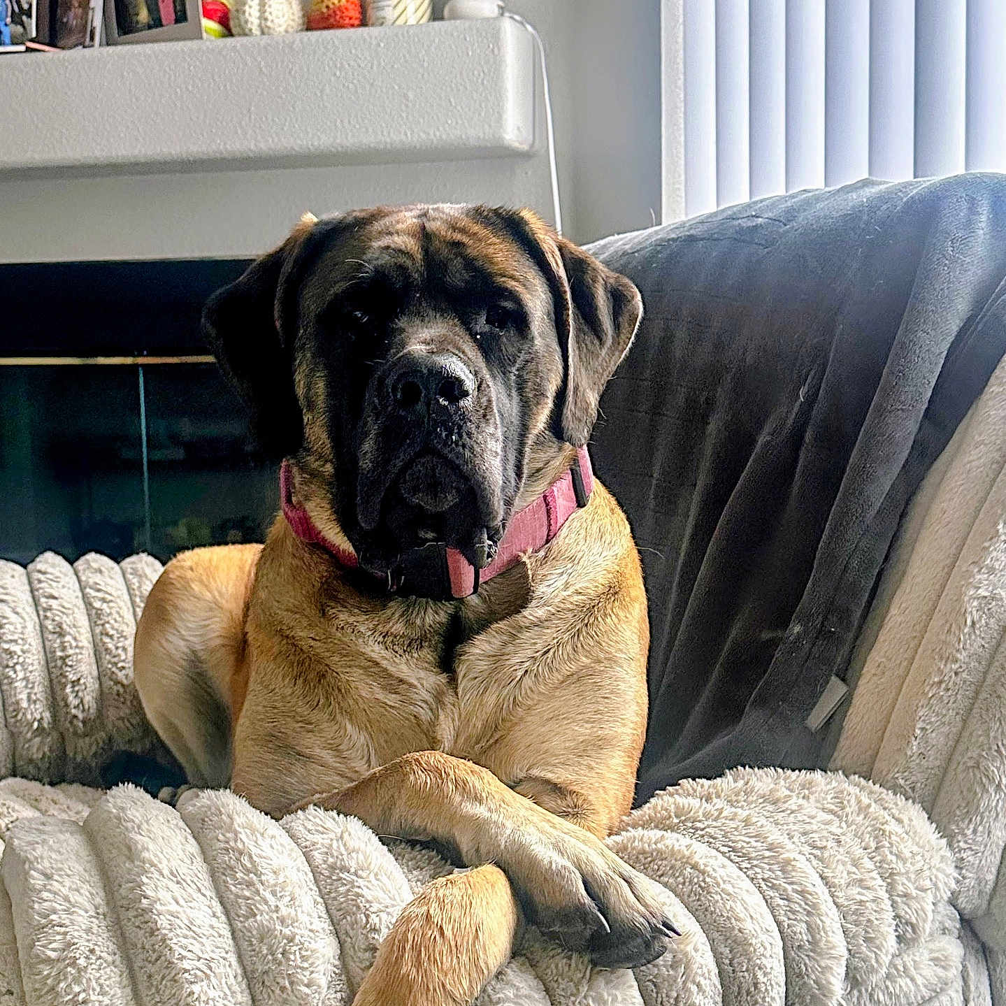 Milah is registered to the contest to win money with this photo: dog, large_dog, canine, pet, animal, lying_down, crossed_paws, armchair, plush_furniture, cozy, indoor, living_room, blanket, curtains, collar, relaxed, portrait, brown_dog, comfortable, domestic