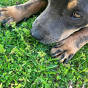 Fergie is registered to the contest to win money with this photo: dog, paw, grass, outdoor, close_up, animal, nature, fur, snout, pet, greenery, canine, relaxing, laying_down, muzzle, wildlife, summer, leaf, ground, daylight
