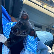 Oreo is registered to the contest to win money with this photo: puppy, dog, black_dog, small_dog, wrapped, blue_cloth, car_interior, seatbelt, lap, person, window, sunlight, curious_eyes, ears, fur, cute, pet, animal, indoors, closeup
