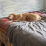 dog, bed, blanket, striped_blanket, gray_throw, wooden_headboard, resting, indoor, cozy, pet, sleeping, light_brown_dog, canine, furniture, comfort, relaxation, animal, domestic, home, quiet