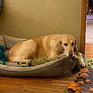 Parker is registered to the contest to win money with this photo: dog, dog_bed, blanket, wooden_floor, indoor, pet, resting, cozy, golden_dog, furniture, relaxed, sleepy, living_room, brown, wood, carpet, house, animal, domestic_animal, canine