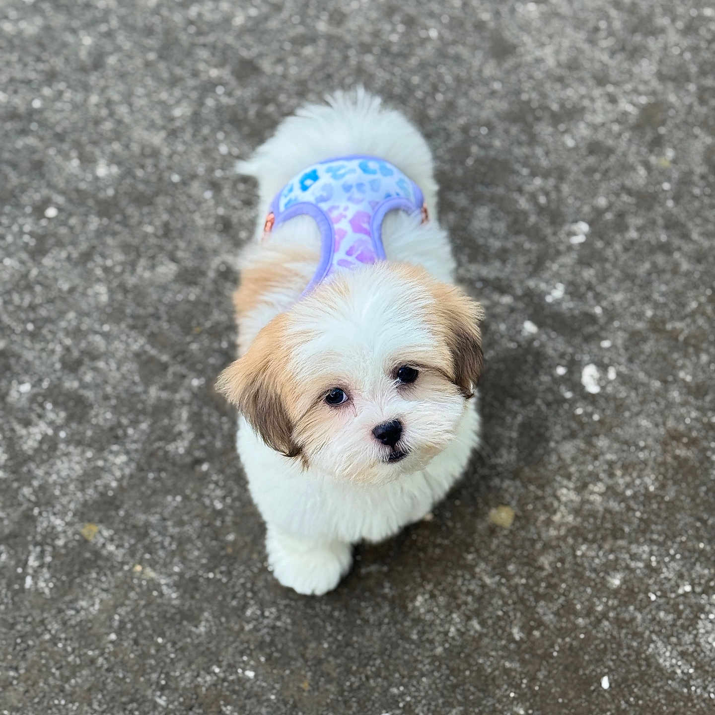 Bruno joined the competition — help win amazing prizes! adorable, animal, brown_fur, canine, companion, cute, dog, fluffy, fur, gray_pavement, harness, looking_up, outdoor, pet, playful, puppy, small_dog, walking_surface, white_fur, young_dog