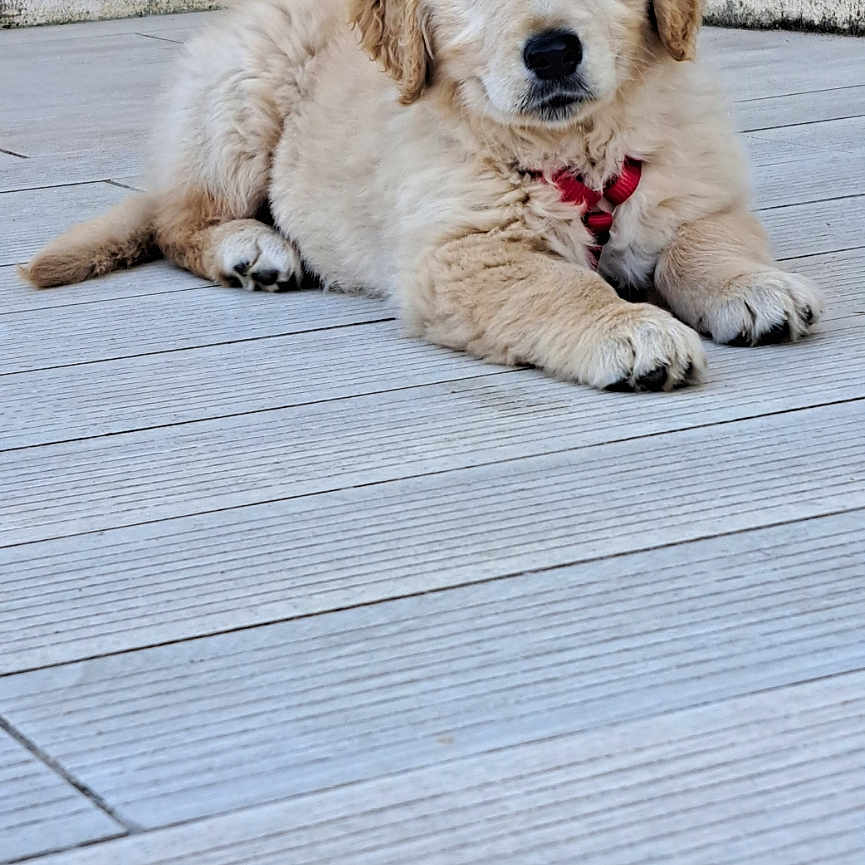 Baloo participe au concours pour gagner de l'argent avec cette photo : animal, canine, cute, dog, ears, floor, fluffy, fur, golden_retriever, indoor, looking_at_camera, lying_down, paws, pet, portrait, puppy, red_harness, tail, whiskers, young