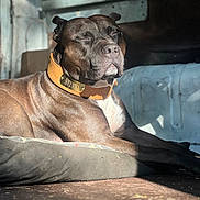 Sultan participe au concours pour gagner de l'argent avec cette photo : dog, sunlight, relaxation, collar, brown_coat, pet_bed, indoor, resting, animal, canine, close_up, peaceful, portrait, sleepy, domestic_animal, furniture, shadow, snout, ears, muscular