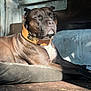 dog, sunlight, relaxation, collar, brown_coat, pet_bed, indoor, resting, animal, canine, close_up, peaceful, portrait, sleepy, domestic_animal, furniture, shadow, snout, ears, muscular