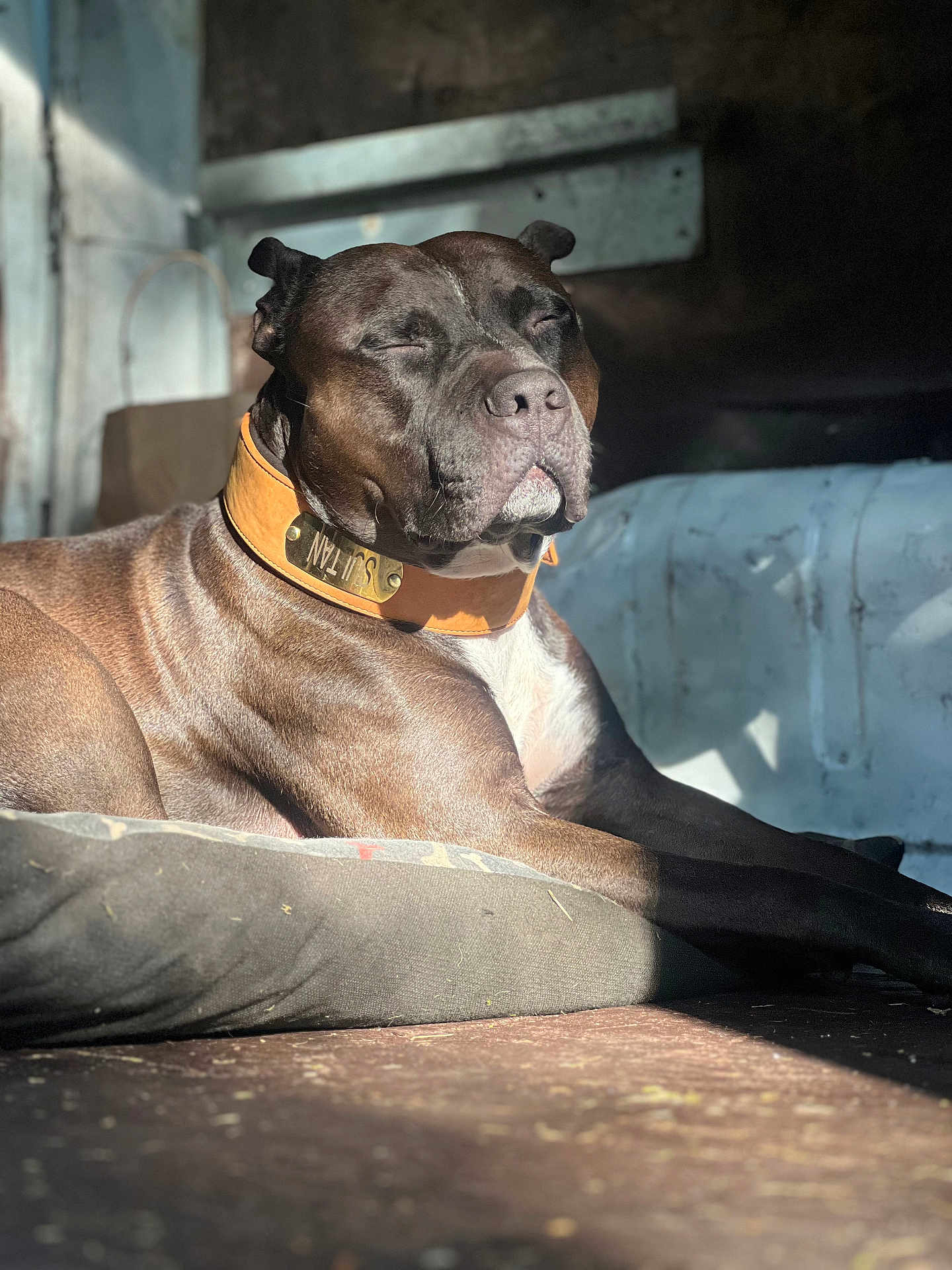Sultan participe au concours pour gagner de l'argent avec cette photo : dog, sunlight, relaxation, collar, brown_coat, pet_bed, indoor, resting, animal, canine, close_up, peaceful, portrait, sleepy, domestic_animal, furniture, shadow, snout, ears, muscular