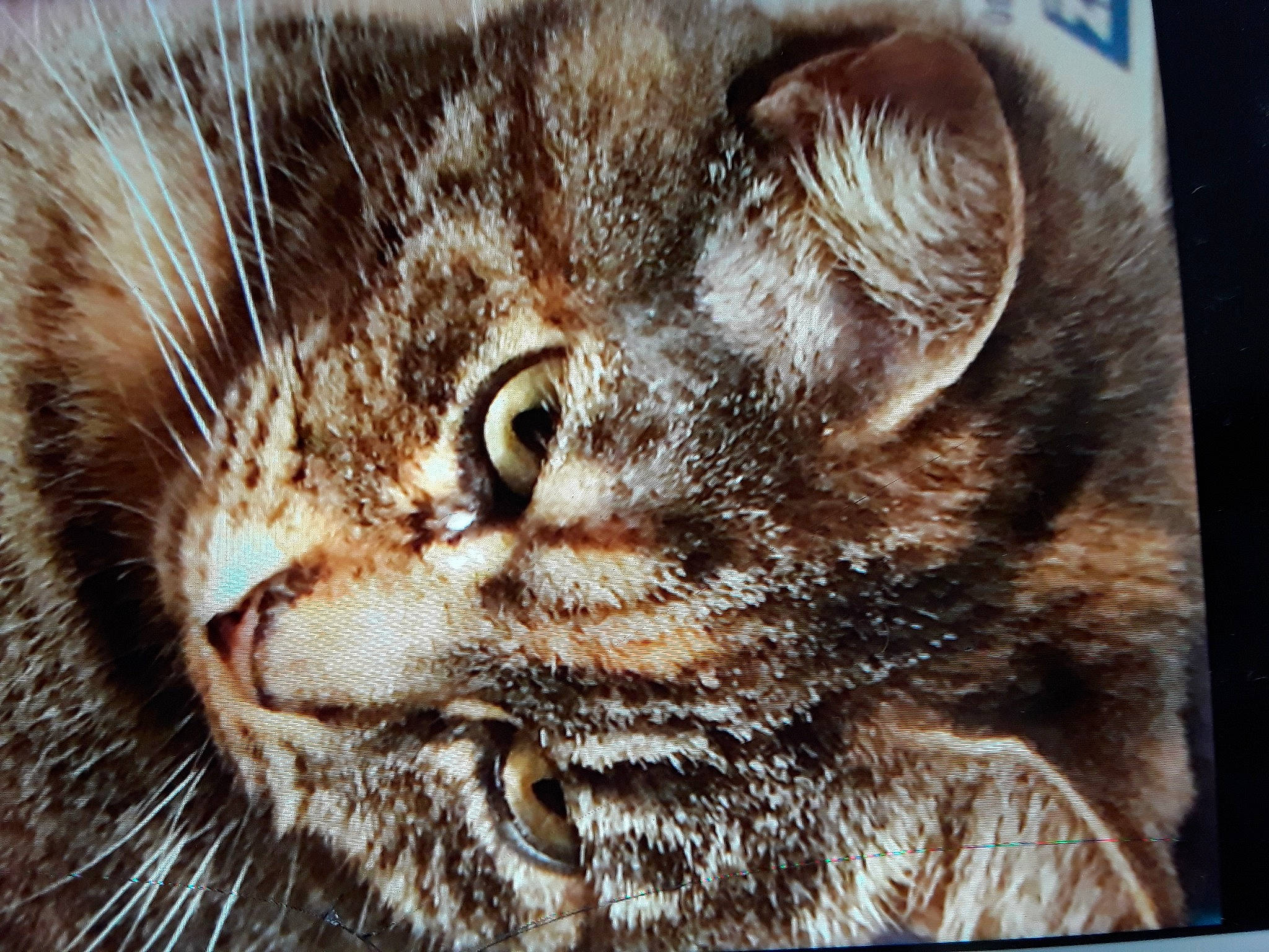 Patchouli participe au concours pour gagner de l'argent avec cette photo : carnivore, cat, close_up, fawn, felidae, fur, iris, liver, macro_photography, photography, small_to_medium_sized_cats, snout, terrestrial_animal, vertebrate, whiskers