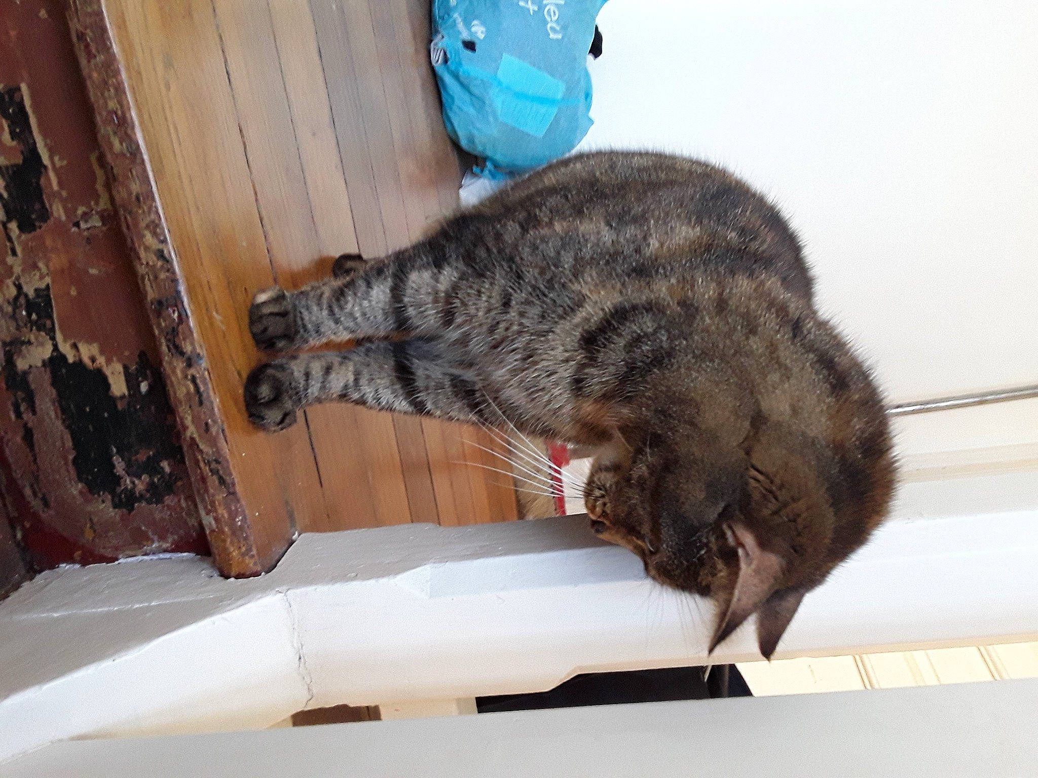 Patchouli participe au concours pour gagner de l'argent avec cette photo : beige, carnivore, cat, claw, domestic_short_haired_cat, felidae, fur, paw, small_to_medium_sized_cats, tail, vertebrate, whiskers