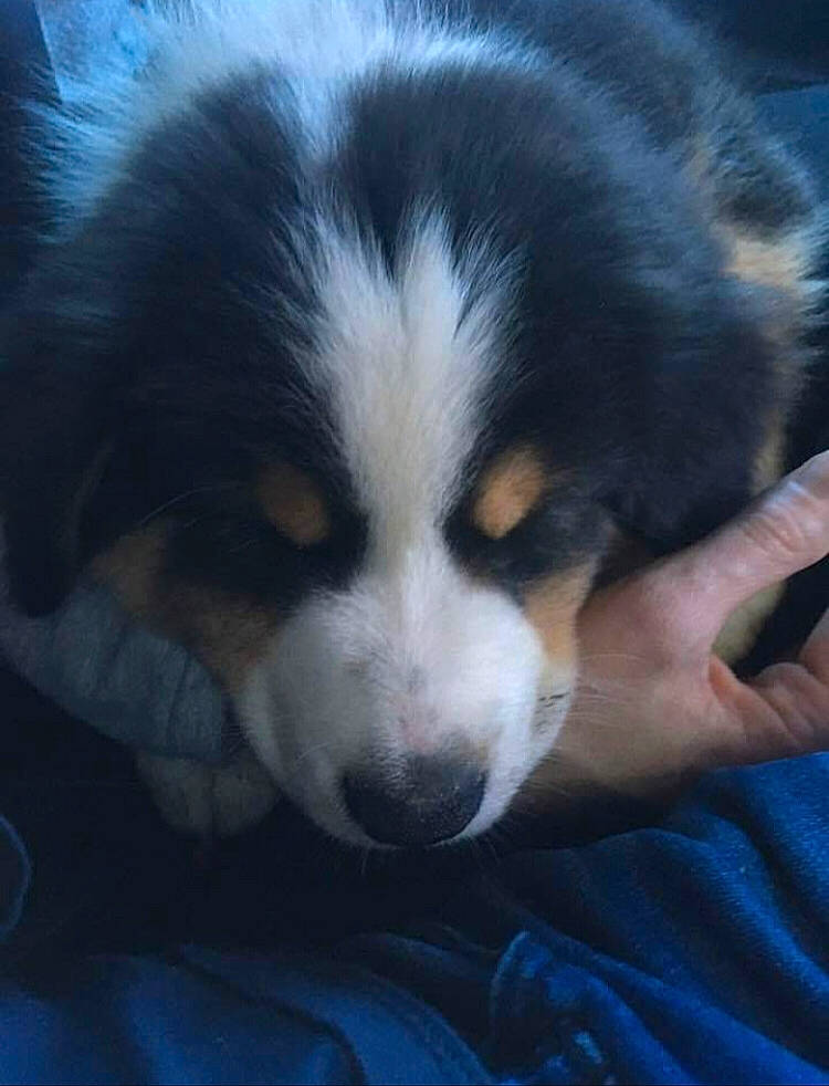 Phoenix participe au concours pour gagner de l'argent avec cette photo : bored, canidae, carnivore, companion_dog, dog, dog_breed, electric_blue, fur, herding_dog, mammal, miniature_australian_shepherd, puppy, snout, sporting_group, terrestrial_animal, toy_dog, vertebrate, whiskers, working_dog