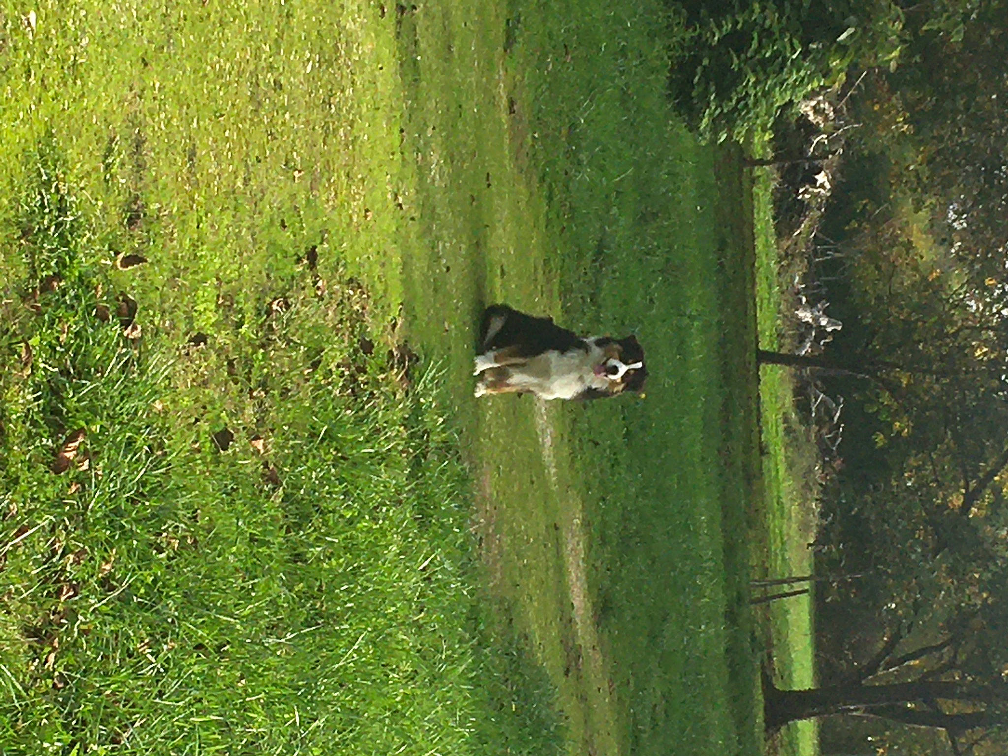 Phoenix participe au concours pour gagner de l'argent avec cette photo : biome, field, grass, grass_family, grassland, groundcover, landscape, lawn, leaf, meadow, natural_environment, natural_landscape, nature_reserve, pasture, plant, shrub, tree, trunk, vegetation, wood