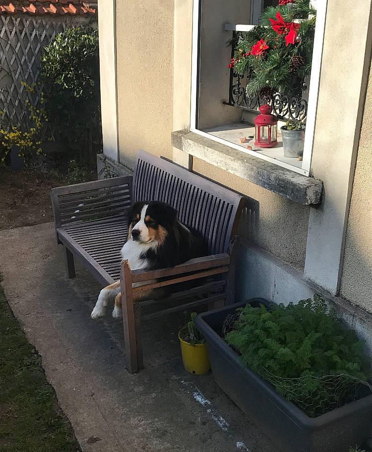 Phoenix a rejoint le concours — aidez-le/la à gagner de superbes lots ! black, building, carnivore, companion_dog, dog, felidae, flower, flowerpot, grass, green, house, houseplant, interior_design, mammal, outdoor_furniture, plant, property, vertebrate, wall, window