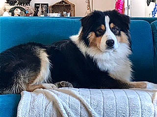 Phoenix participe au concours pour gagner de l'argent avec cette photo : bernese_mountain_dog, blue, border_collie, canidae, carnivore, companion_dog, dog, dog_breed, fur, herding_dog, snout, sporting_group, terrestrial_animal, working_animal, working_dog
