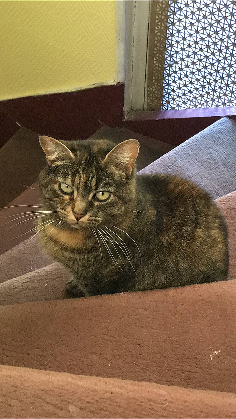 Patchouli a rejoint le concours — aidez-le/la à gagner de superbes lots ! carnivore, cat, comfort, domestic_short_haired_cat, door, eye, felidae, flooring, fur, grey, paw, sitting, small_to_medium_sized_cats, snout, tail, terrestrial_animal, whiskers, wildlife, window, wood