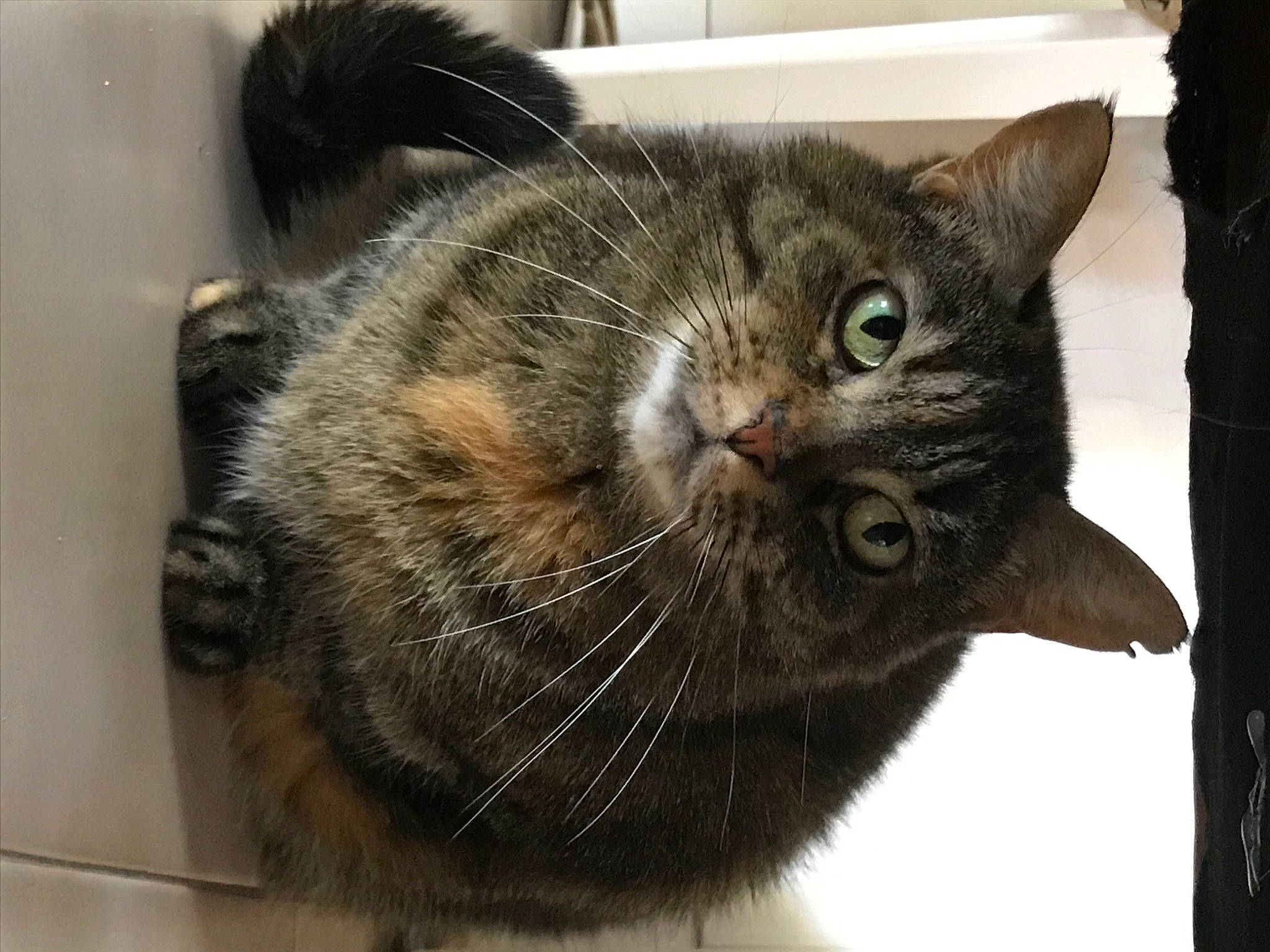 Patchouli a rejoint le concours — aidez-le/la à gagner de superbes lots ! carnivore, cat, claw, domestic_short_haired_cat, felidae, fur, grey, paw, small_to_medium_sized_cats, snout, terrestrial_animal, whiskers