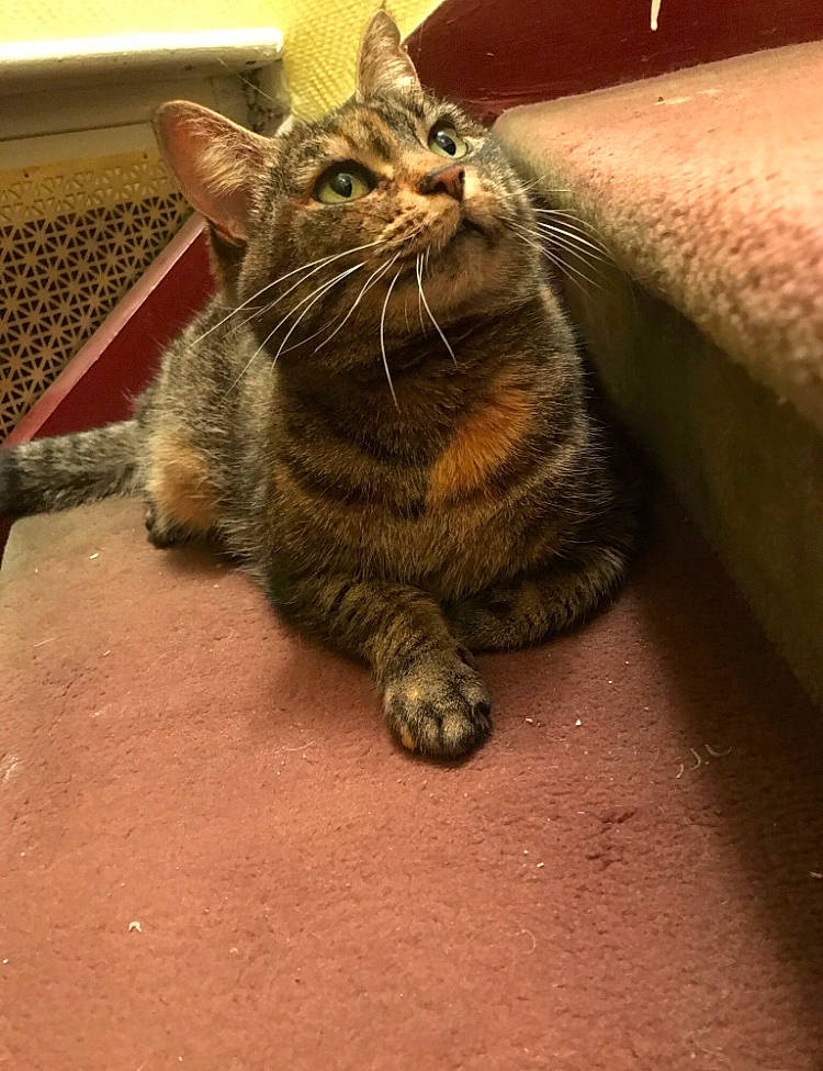 Patchouli participe au concours pour gagner de l'argent avec cette photo : carnivore, cat, claw, comfort, couch, domestic_short_haired_cat, felidae, flooring, foot, fur, human_leg, metal, paw, sitting, small_to_medium_sized_cats, tail, terrestrial_animal, whiskers