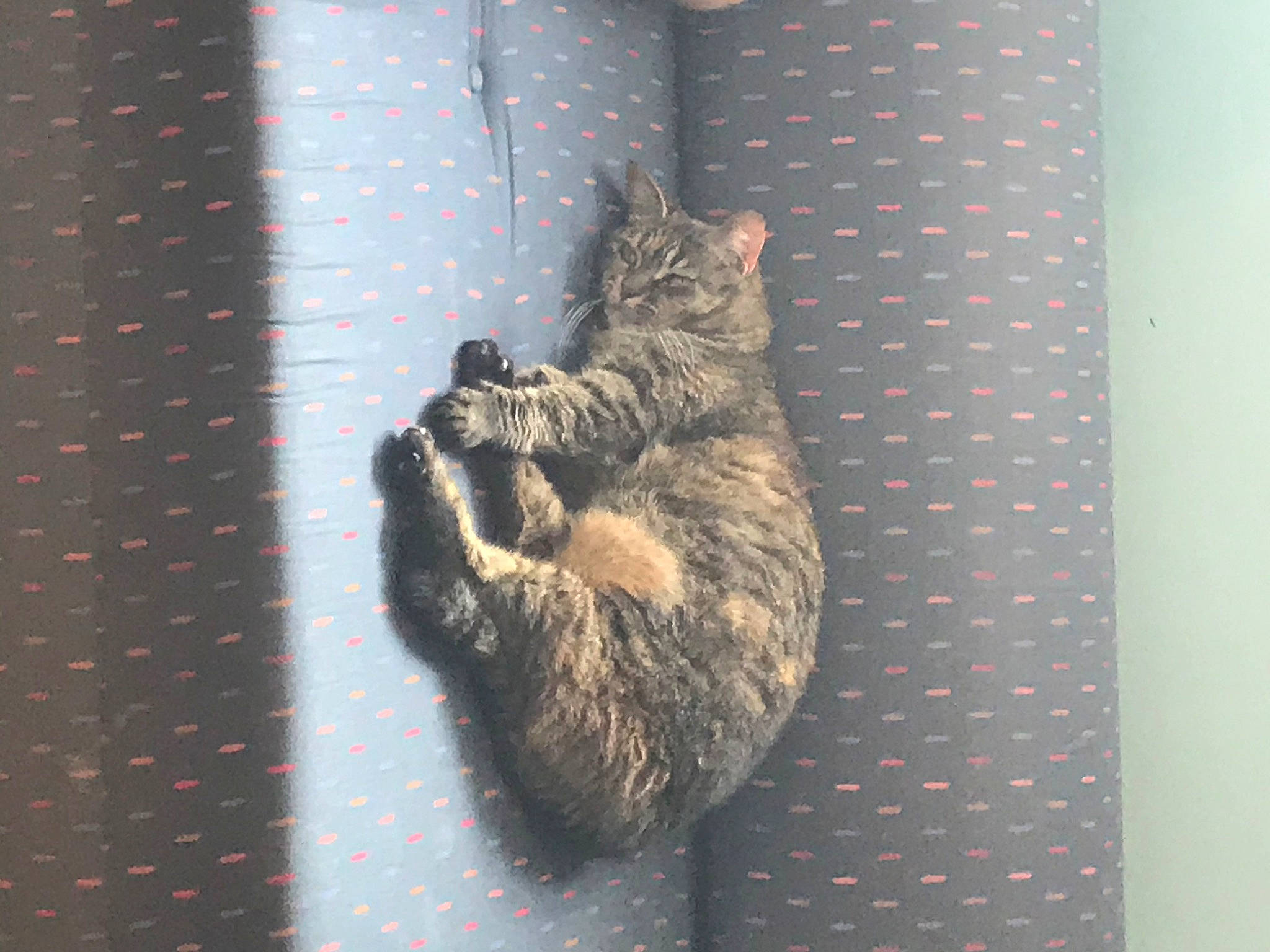 Patchouli a rejoint le concours — aidez-le/la à gagner de superbes lots ! black_cat, carnivore, cat, claw, domestic_short_haired_cat, felidae, fur, grey, pattern, paw, small_to_medium_sized_cats, snout, tail, terrestrial_animal, whiskers, window