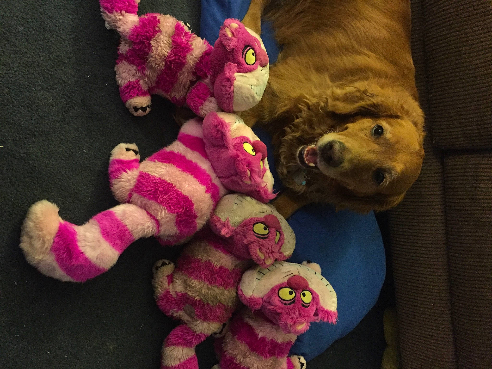 Cassie is registered to the contest to win money with this photo: art, baby_toys, carmine, companion_dog, craft, crochet, fashion_accessory, fur, knitting, magenta, pattern, pink, plush, purple, stuffed_toy, teddy_bear, thread, toy, wool, woolen