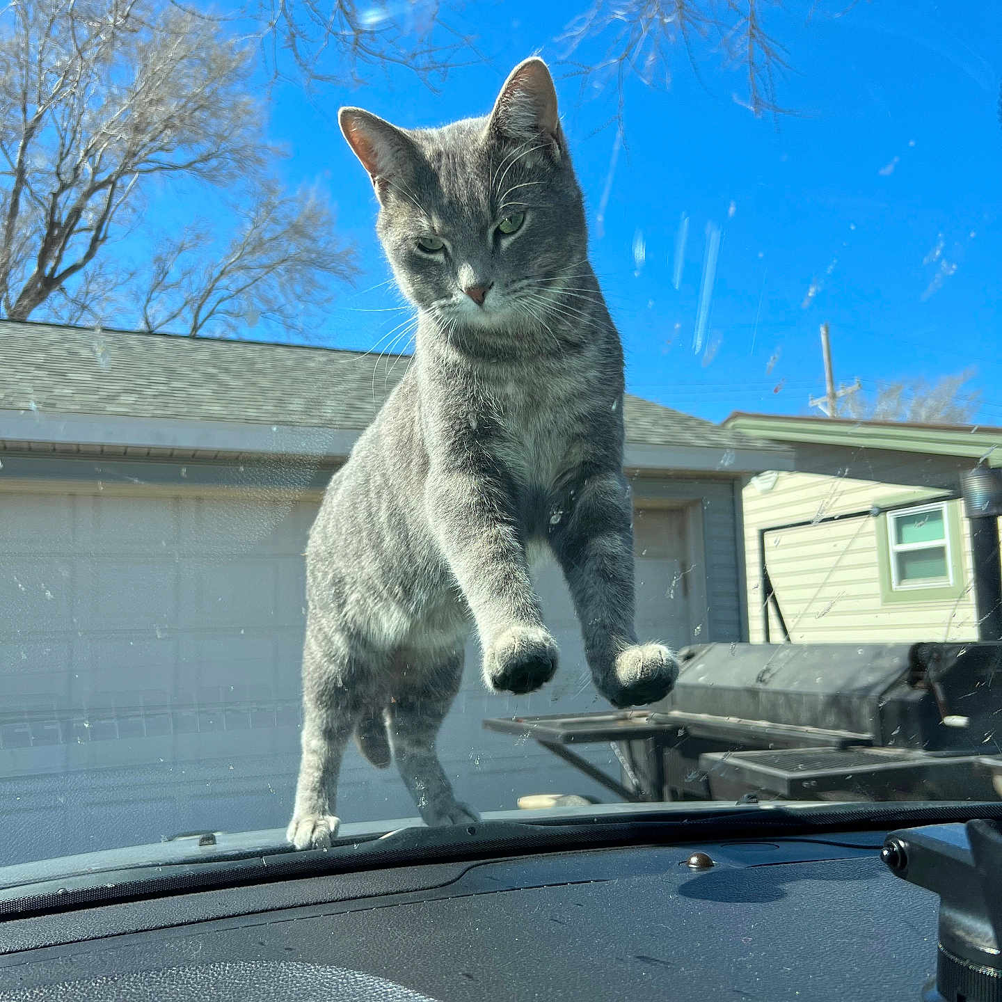 Storm joined the competition — help win amazing prizes! animal, architecture, building, car, cat, city, house, housing, kitten, manx, nature, outdoors, pet, plant, shelter, transportation, tree, urban, vehicle, windshield