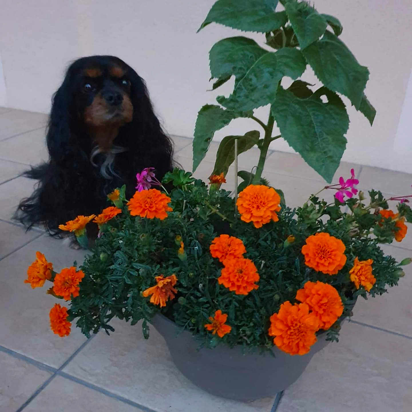 Lileerose participe au concours pour gagner de l'argent avec cette photo : animal, background, brown_and_black, companion, curious, cute, decor, dog, flower_pot, garden, green_leaves, indoor, leafy_plant, marigold, nature, orange_flower, pet, plant, small_dog, tile_floor